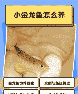 2厘米的金龙鱼怎么养殖