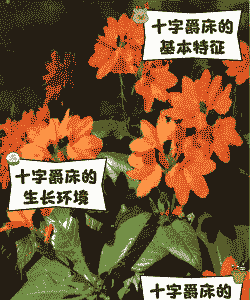 十字爵床的养护技巧