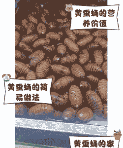 怎么养殖黄蛹