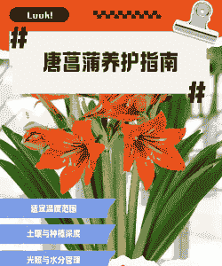 唐菖蒲的养护技巧