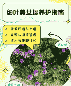 美女樱的养护技巧