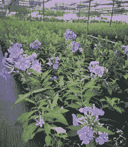 宿根福禄考的养护技巧