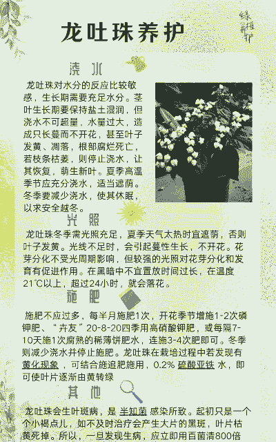 龙吐珠的养护技巧