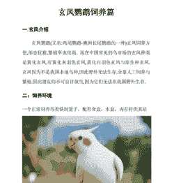 养殖厂是怎么养玄凤鸟的