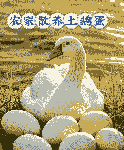 农民一个人怎么养殖鹅蛋