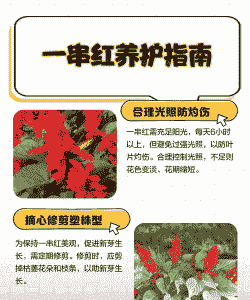 一串红的养护要点