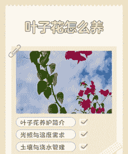 叶子花的养护要点