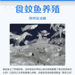 鱼食怎么养殖