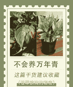 装修完万年青怎么养殖