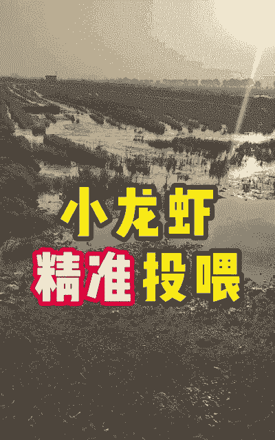 小龙虾养殖场怎么养虾的