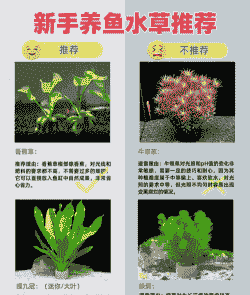 生态水草怎么养殖