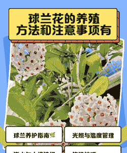 球兰的养殖方法和注意事项