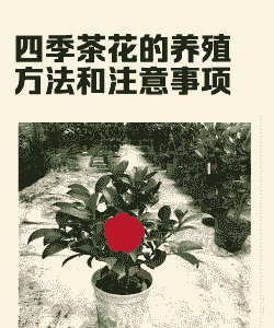 四月份种茶花怎么养殖