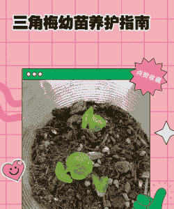 德国三角梅小苗怎么养殖