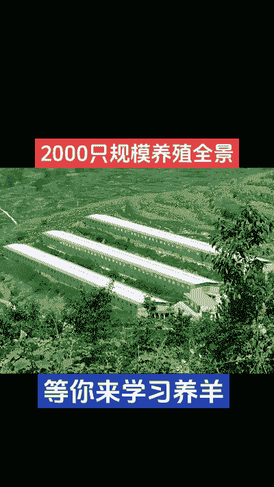 三农养殖业 养羊怎么样