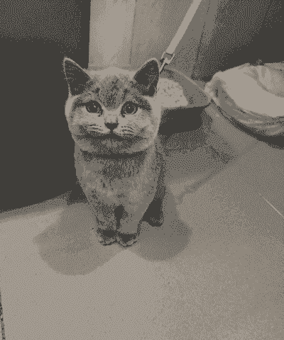 3个月大的蓝猫怎么养殖