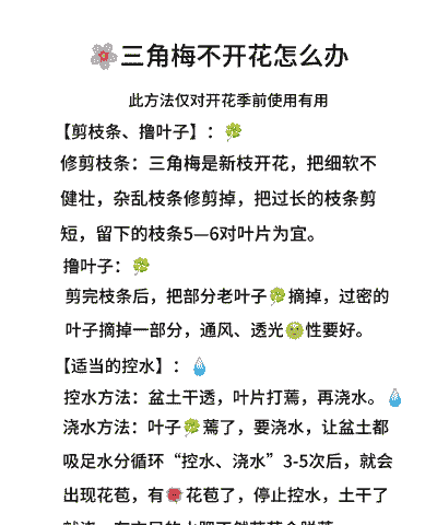 三角梅不开花怎么养殖好
