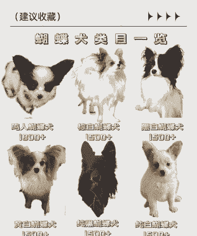 1个月的蝴蝶犬怎么养殖