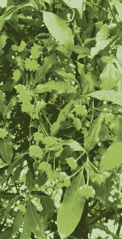 干枝八角万寿香怎么养殖