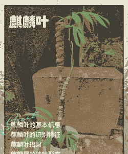 麒麟叶怎么养殖