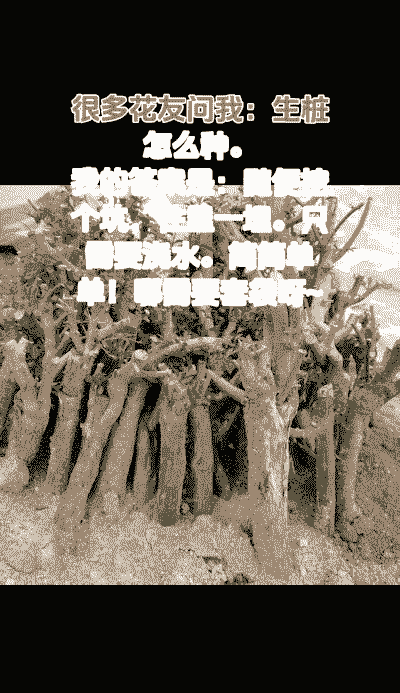 下山老桩三角梅怎么养殖