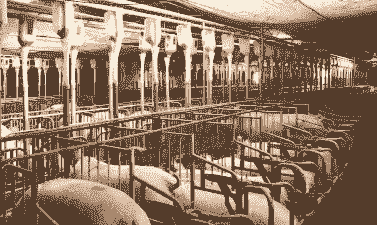 未来3年养殖业怎么样了