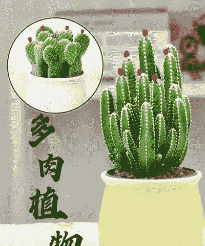 万重山仙人球怎么养殖