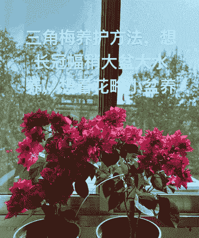 怎么样养殖巴西三角梅