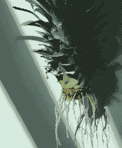 绿壳鸡蛋多少钱一斤