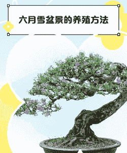 六月雪老桩冬天怎么养殖