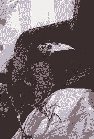 两个月野生八哥怎么养殖