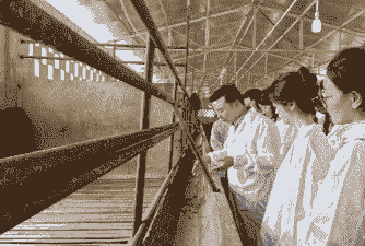 四川腾严养殖工作怎么样