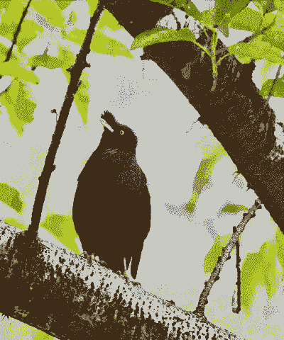 人工养殖八哥鸟怎么样的