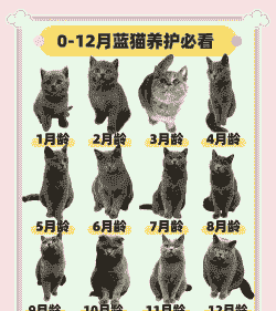 5个月大的蓝猫怎么养殖