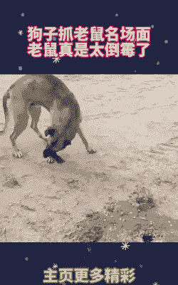 狗抓养殖场里老鼠怎么办