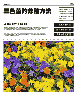 连云港三色堇怎么养殖