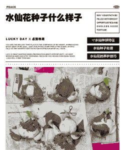 怎么样养殖好水仙花种子