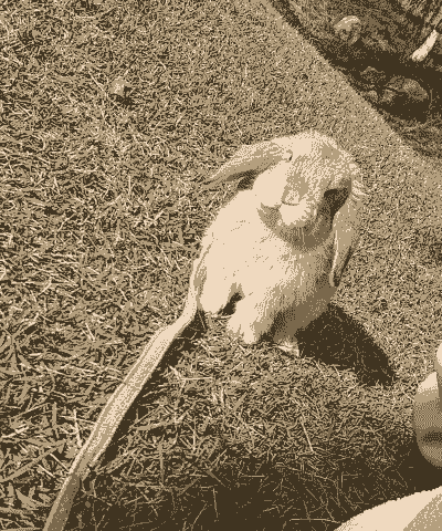 4个月的垂耳兔怎么养殖