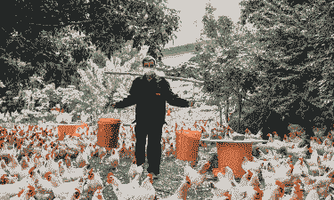 农村电商养殖业怎么样了