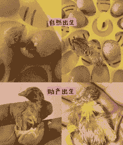 小鸡出生一个月怎么养殖