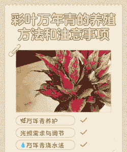 帝王彩叶万年青怎么养殖