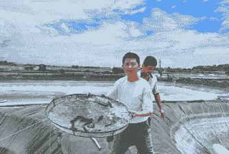 三个月大的虾怎么养殖