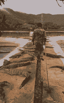 东南亚国家养殖怎么样