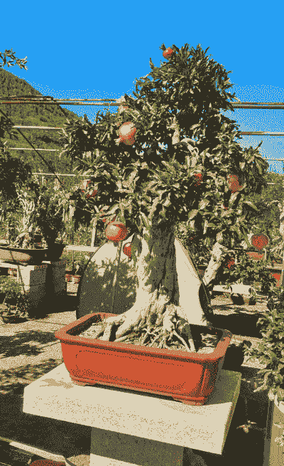 四月份石榴老桩怎么养殖