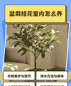 十月份桂花树怎么养殖