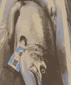 浏阳河养殖三文鱼怎么样