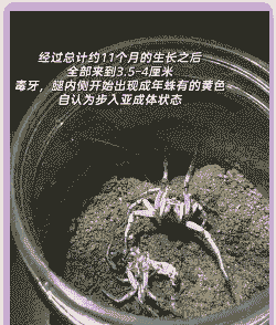 棉花怎么种植