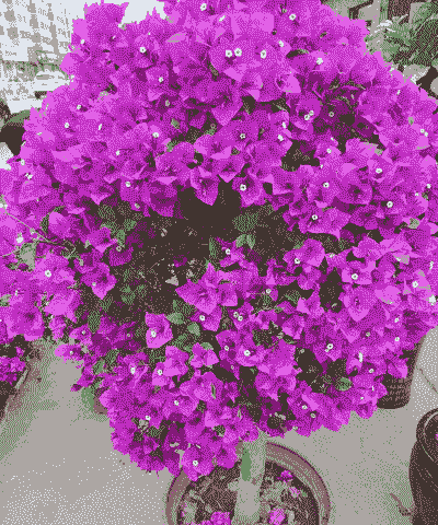 四季紫色三角梅怎么养殖