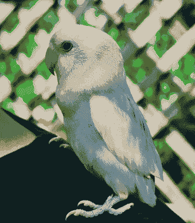 3个月大的八哥怎么养殖