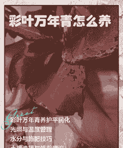 五彩万年青怎么养殖